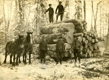 034. Log Pile with big yellow birch